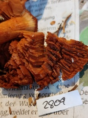 Cortinarius rubellus
