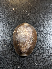 Monetaria caputserpentis