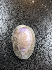 Monetaria caputserpentis