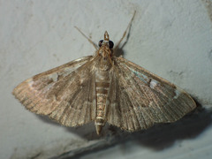 Protonoceras capitalis