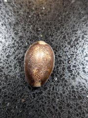 Monetaria caputserpentis