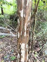 Lagerstroemia subcostata