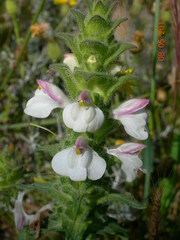 Bellardia trixago