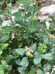 Teucrium flavum