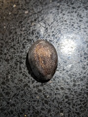 Monetaria caputserpentis