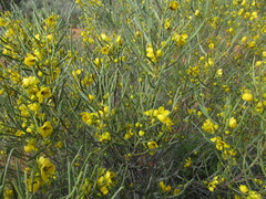 Senna artemisioides