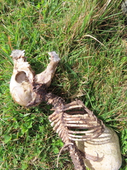 Sus scrofa domesticus
