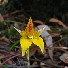 Caladenia flava flava