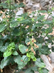Teucrium flavum
