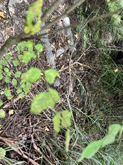 Lagerstroemia subcostata