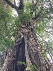 Ficus religiosa