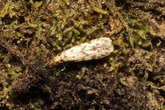 Crypsitricha stereota