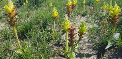 Lachenalia lutea