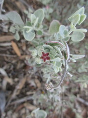 Chenopodium curvispicatum