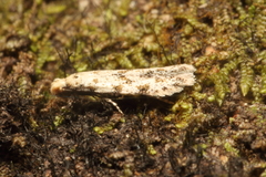 Crypsitricha stereota