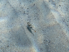 Tetractenos glaber