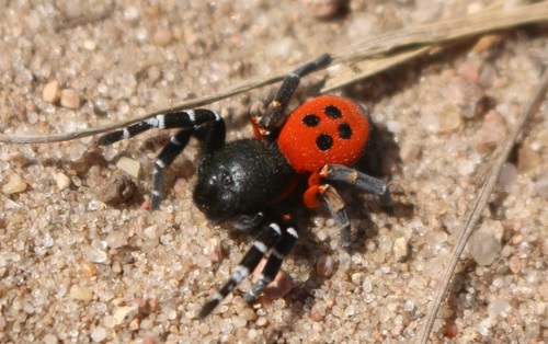Ladybird Spider
