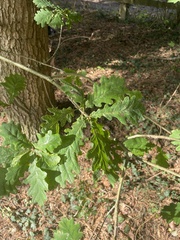 Quercus petraea