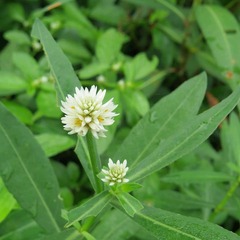 Alternanthera philoxeroides