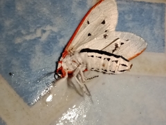 Aloa lactinea