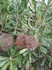 Banksia ornata