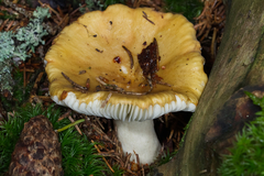 Russula ochroleuca