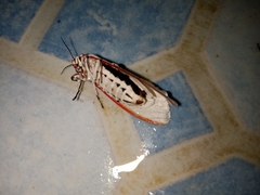 Aloa lactinea