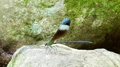 Psolodesmus mandarinus