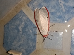 Aloa lactinea