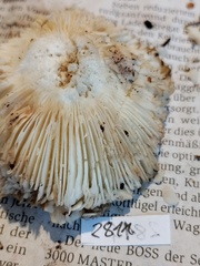 Russula ochroleuca