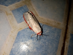 Aloa lactinea