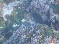 Prionurus maculatus