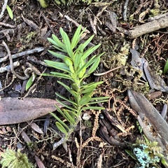 Podocarpus laetus × Podocarpus totara