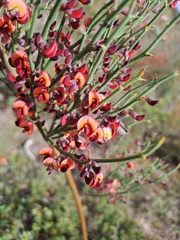 Daviesia brevifolia