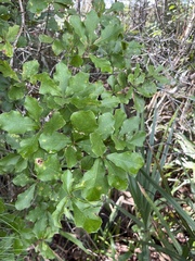 Quercus sinuata