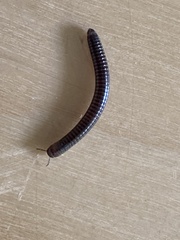 Cylindroiulus caeruleocinctus