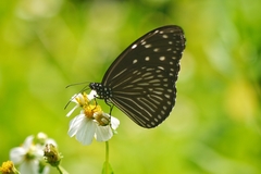 Euploea mulciber barsine