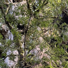 Podocarpus laetus × Podocarpus totara