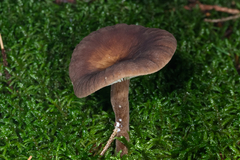Lactarius lignyotus