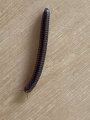 Cylindroiulus caeruleocinctus