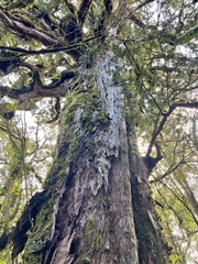 Podocarpus laetus × Podocarpus totara