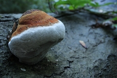 Fomitopsis pinicola
