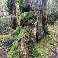 Podocarpus laetus × Podocarpus totara
