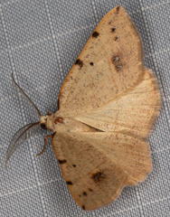 Drepanulatrix bifilata