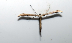 Emmelina monodactyla