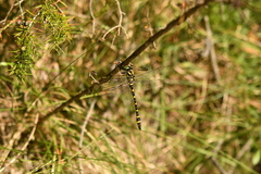 Cordulegaster boltonii