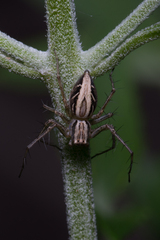 Oxyopes elegans