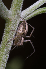 Oxyopes elegans