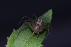 Oxyopes elegans