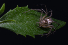 Oxyopes elegans